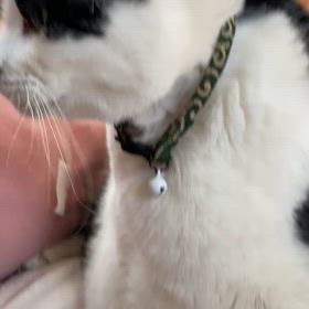 マルコ、健在の画像