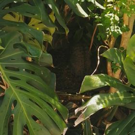 懐かしなぁーの画像