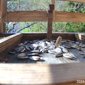 すぎぴたんの事件簿シーズン3　472話（怪奇現象ひまわり）の画像