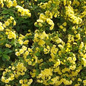 庭のモッコウバラ⭐の画像