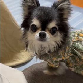 おやつ下さいの画像