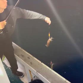 9/15イカメタルの画像