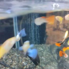 暑くなりました。の画像