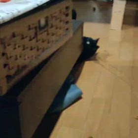 今日のクロちゃんの画像