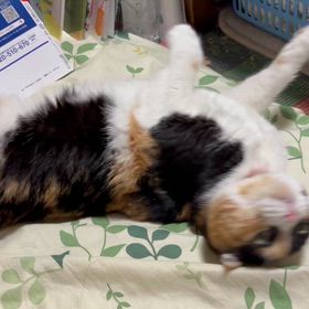 真夜中のみもだえリナちゃんの画像