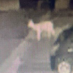 鹿。のり面から畑からうちへ。の画像