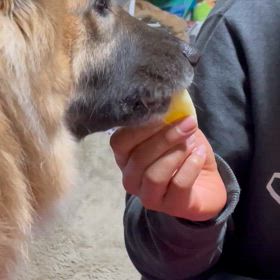 大好きな果物の画像