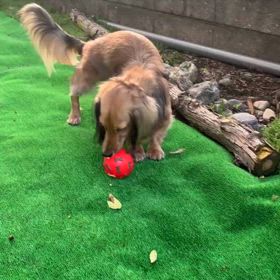 ミニミニドッグランの画像