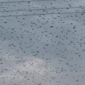 お蔵入り映像(ほぼ)大放出！【Part 14】の画像