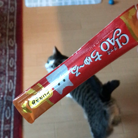 今日のネコの画像