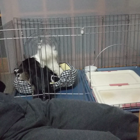 今日のはなちゃん286、モモちゃん242の画像