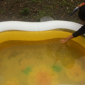 エビプールの画像