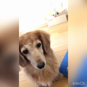 やっと終わる大型連休。チップとデールの子供の日。の画像