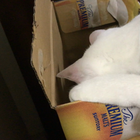 ネズミどこ？の画像