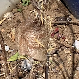 カマキリの赤ちゃん産まれましたの画像