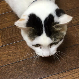 三咲さんのおねだり❤️の画像