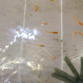 朝からめだかの画像