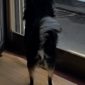 トリミングに行ってきますワン(o◕ x ◕o)の画像