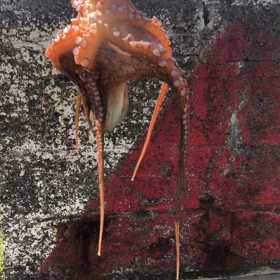 3週間ぶりの画像