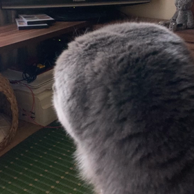 安定の　ちゅーる好きの画像