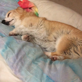 夢みてるの画像