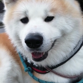 早朝30分間動かず、朝散歩出発遅れる。どうしたのか？飼い主一時動揺するも他の事をして時間かせぎ。の画像