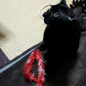 百箇日供養‥の画像