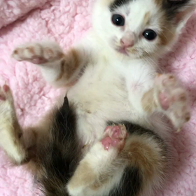 イチイチ可愛いの画像