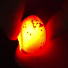 フトアゴヒゲトカゲのキャドリング動画！感動！の画像