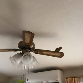 コザクラインコ ファンに乗るの画像