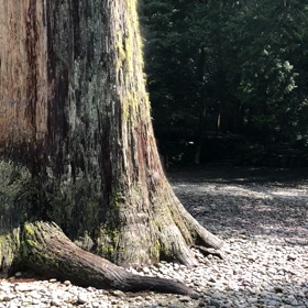 瀧原宮⛩✨の画像