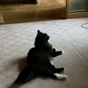 待ってますฅ*･ω･*ฅﾆｬﾝﾆｬﾝ♡の画像