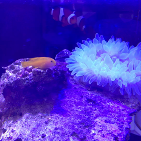 夜カクレで癒され？の画像