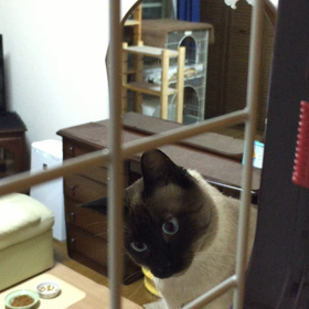 昨年8月1日の、クロの動画（17秒）の画像