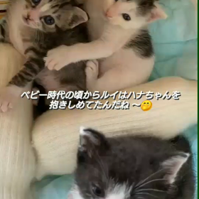 ルイハナがベビーの頃。の画像