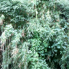 森の小鳥のさえずり。の画像