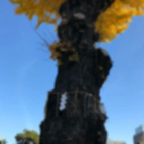 Shima散歩TOKYOver.4新御茶ノ水駅から神田神社(神田明神)へ散歩の画像