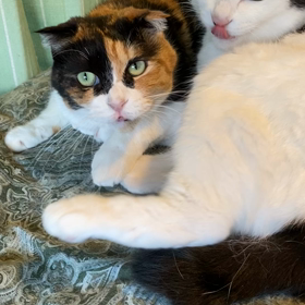 さぶリナスタイルの画像