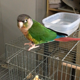 インコ達の画像