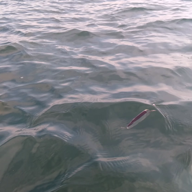 自作ドジャーの画像