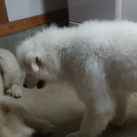 ココちんの前足の画像