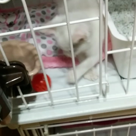 保護にゃんの進歩の画像