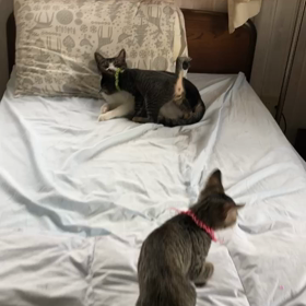 キャットレスキューポ－ミュ－#12の画像