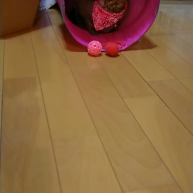 1699.トンネルとカシャブン大好き❣️の画像