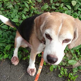 早くオヤツくれないかな？の画像