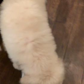 生後50日の画像