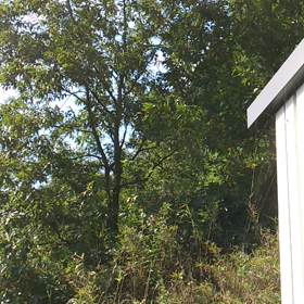 セミが鳴いています！の画像