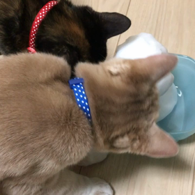 初めての雪の画像