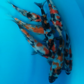 元凶の、、、にゃおもセレクトの画像