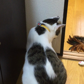 あれー？の画像